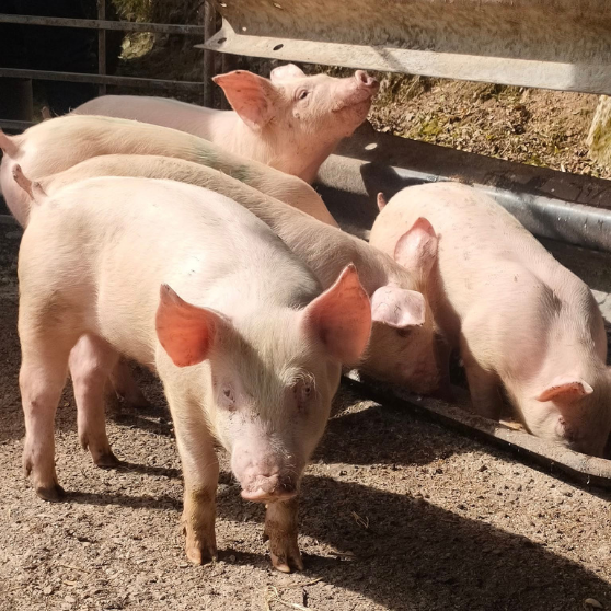 circuit court 71 produits fermiers boucherie charcuterie traiteur la toque fermiere