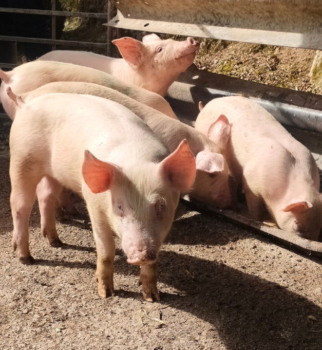 tracabilite produits fermiers la toque fermiere saint leger sous beuvray