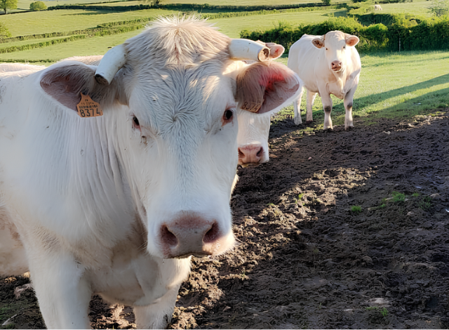 colis viande bovine charolaise a commander la toque fermiere