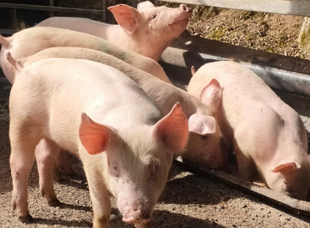 colis viande porcine fermiere a commander la toque fermiere